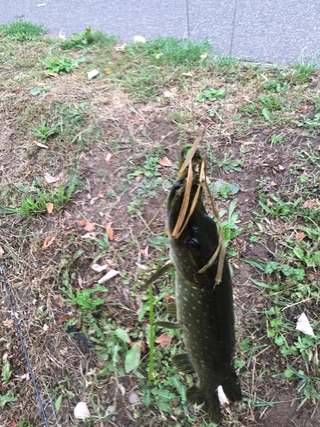 Northern Pike