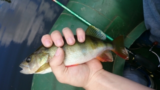 Eurasian perch