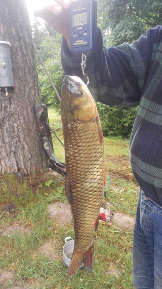 Black carp