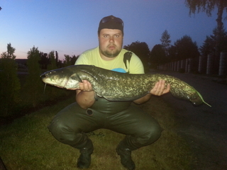 Wels catfish