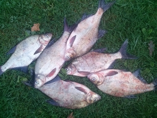 Carp bream
