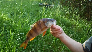 Eurasian perch