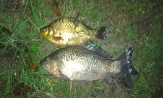 Crucian carp