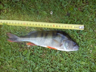 Eurasian perch