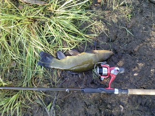 Tench