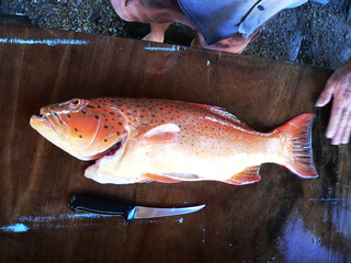 Brownspotted grouper