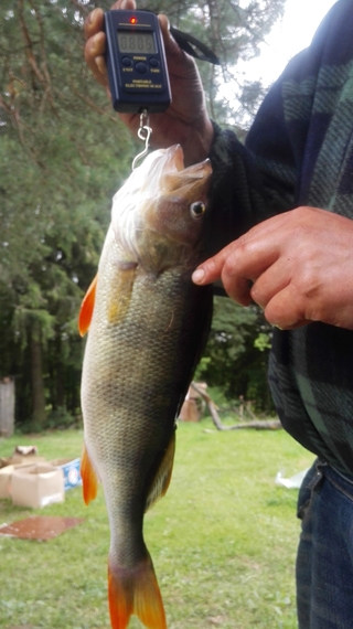 Eurasian perch
