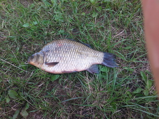 Crucian carp