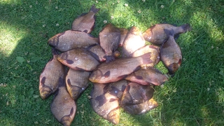 Crucian carp