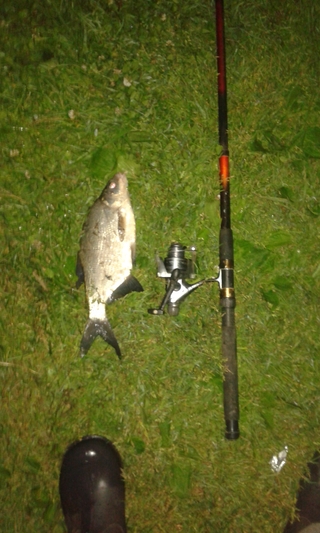 Carp bream