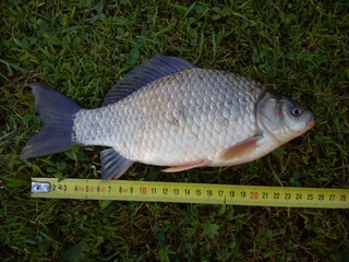 Prussian carp
