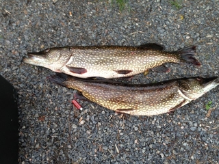 Northern Pike