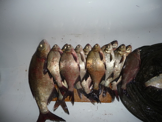 Carp bream