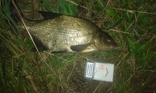 Carp bream