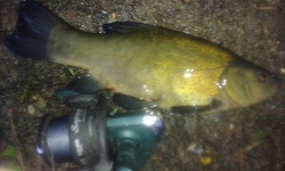 Tench