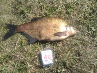 Carp bream