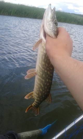 Northern Pike