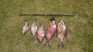 Carp bream