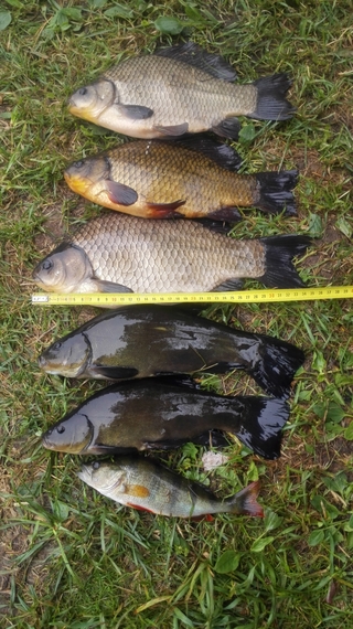 Crucian carp