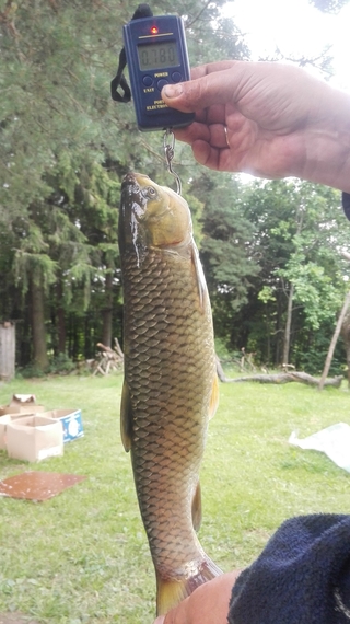 Grass carp