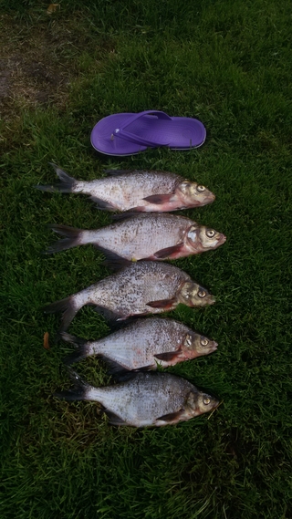 Carp bream