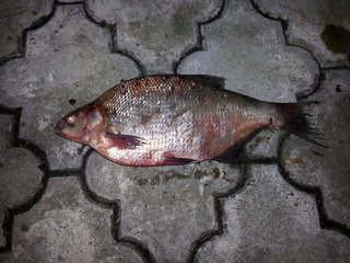 Carp bream