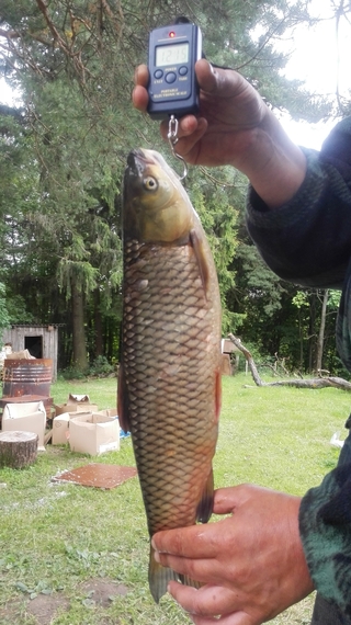 Grass carp