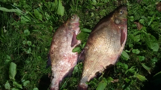 Carp bream