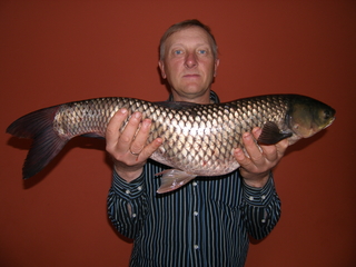 Grass carp