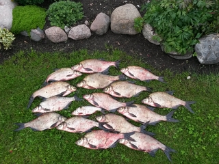 Carp bream