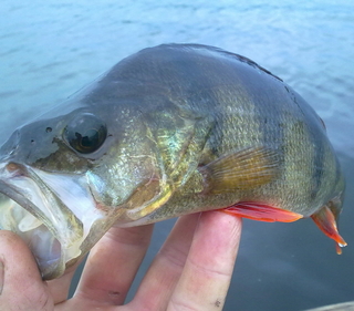 Eurasian perch