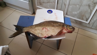 Carp bream