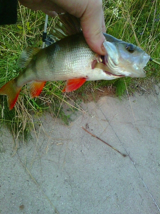Eurasian perch