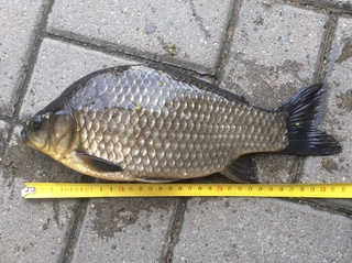 Crucian carp