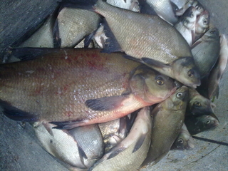 Carp bream