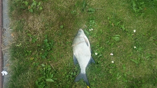 Carp bream