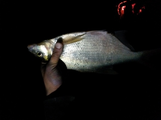 Carp bream