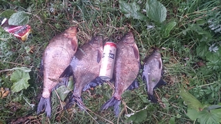 Carp bream