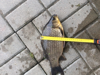 Crucian carp