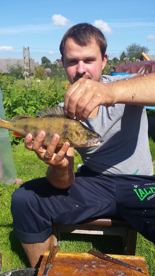 Eurasian perch