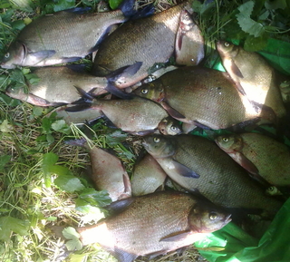 Carp bream