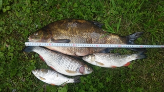 Carp bream