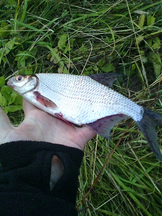 Silver Bream