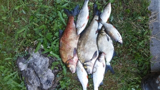 Carp bream