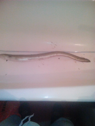 European eel