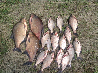 Carp bream