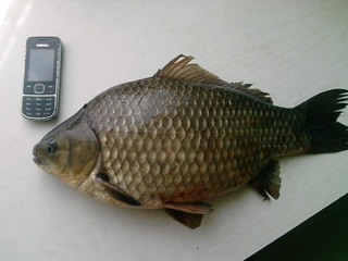 Crucian carp