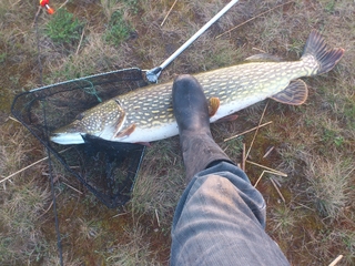 Northern Pike