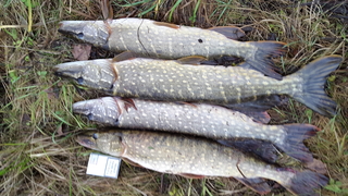 Northern Pike