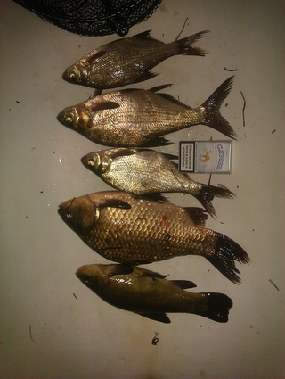 Crucian carp